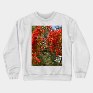 Flamboyant Crewneck Sweatshirt